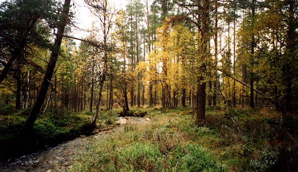 forest-071
